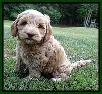 CB pups 7 wks old 35