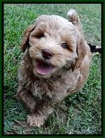 CB pups 7 wks old 36