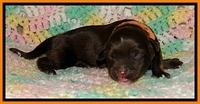 CB pups 1 day old 11