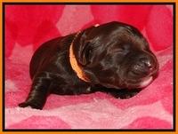 CB pups 1 wk old 16