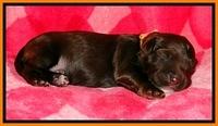 CB pups 1 wk old 17