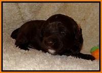 CB pups 2 wks old 17