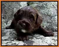 CB pups 3 wks old 16