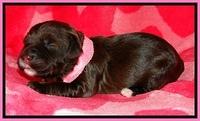 CB pups 1 wk old 4