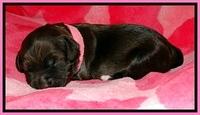 CB pups 1 wk old 6
