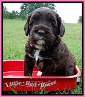 CB pups 4 wks old 10