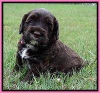 CB pups 4 wks old 11