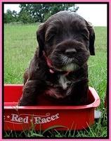 CB pups 4 wks old 12