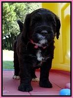 CB pups 5 wks old 7