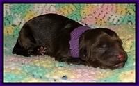 CB pups 1 day old 6