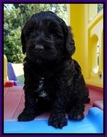 CB pups 5 wks old 10