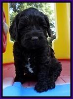 CB pups 5 wks old 11