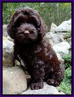 CB pups 8 wks old 36