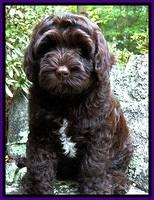 CB pups 8 wks old 37