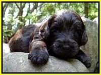 CB pups 3 wks old 46