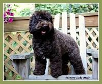 Mojo standing on deck