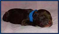 Blue 1 day (5)