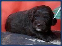 Blue 3 wks (107)