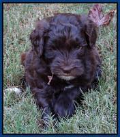 Cherie Mojo pups 5 wks old 11