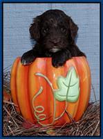 Cherie Mojo pups 5 wks old 21