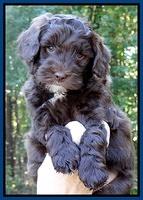 Cherie Mojo pups 6 weeks old 041