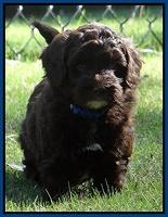 Cherie Mojo pups 6 weeks old 053