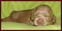 Cherie Mojo pups 2 wks old 151
