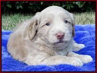 Cherie Mojo pups 4 wks old 101