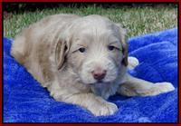 Cherie Mojo pups 4 wks old 71