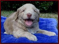 Cherie Mojo pups 4 wks old 91