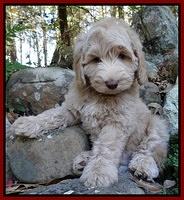 Cherie Mojo pups 8 wks old 018