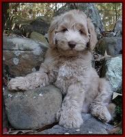 Cherie Mojo pups 8 wks old 025