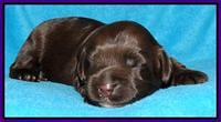 Cherie Mojo pups 1 wk old 151