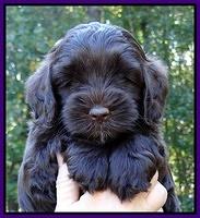 Cherie Mojo pups 6 weeks old 013