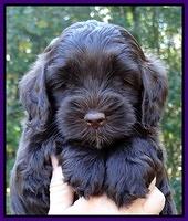 Cherie Mojo pups 6 weeks old 014