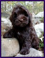 Cherie Mojo pups 8 wks old 020