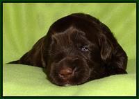 Cherie Mojo pups 2 wks old 181
