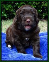 Cherie Mojo pups 4 wks old 151