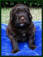 Cherie Mojo pups 4 wks old 161