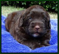 Cherie Mojo pups 4 wks old 171