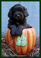Cherie Mojo pups 5 wks old 331