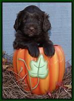 Cherie Mojo pups 5 wks old 341