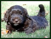 Cherie Mojo pups 6 weeks old 047