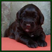 Green 3 wks (16)