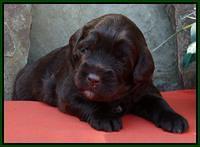 Green 3 wks (9)