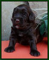 Green 3 wks