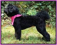 Chole 13 mos old new groom..31