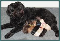 Chloe Harbins newborn group 11