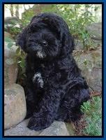 Tennant family Obie:  8 week weight: 10 lb 3 oz