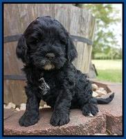 Chole Blaze pups 5 wks old 21